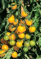 Tomatoes 'Gold Nugget'