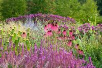 Perennial Meadow backed by a grove of Cercidiphyllum japonicum. Echinacea pallida, Salvia, Stachys 'Hummelo', Phlomis, Monarda 'Scorpion. The Walled Garden at Scampston Hall, Yorkshire designed by Piet Oudolf