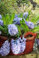 Large basket planted with Hyacinthus orientalis 'Delft Blue' in February