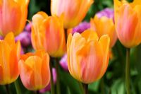 Tulipa 'Apricot Beauty' - Chenies Manor Gardens