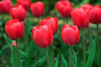 Tulipa 'Red Power' - Chenies Manor Gardens