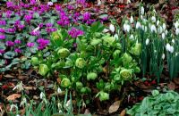 The Spring garden with Snowdrops, Cyclamen and Helleborus x hybridus 'Greencups' - Woodchippings, Northamptonshire