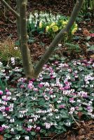 Cyclamen coum and Galanthus in the woodland garden - Woodchippings, Northamptonshire