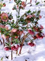 Hellebores in snow at Woodchippings, Northamptonshire