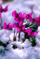 Cyclamen in snow at Woodchippings, Northamptonshire