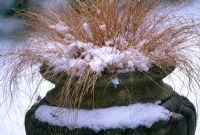 Stipa in a container in snow - Woodchippings, Northamptonshire