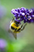 Bumble bee feeding from Lavender 