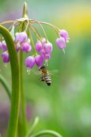 Honey bee flying around Allium cernuum flower