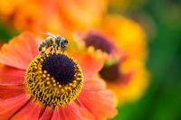 Honey bee on Helenium 'Moerheim Beauty' flower