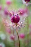 Nigella damascena - Love-in-a-mist seed pod
