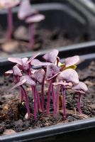Ocimum basilicum 'Ruben' - Purple Basil seedlings