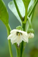 Capsicum 'New Ace' - Flower of Sweet Pepper 