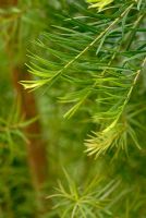 Melaleuca alternifolia - Tea Tree foliage