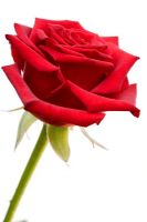 Rosa - Deep red rose
