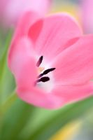 Pale pink tulip with striking back centre