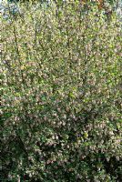 Ribes sanguineum 'Carneum'  - Flowering Currant