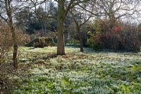 Galanthus nivalis - Carpet of Snowdrops in the woods at Chippenham Park, Cambridgeshire - NGS Open Day for Snowdrops 10 February 