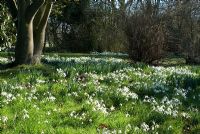Galanthus nivalis - Snowdrops in the woods at Chippenham Park, Cambridgeshire. NGS Open Day for Snowdrops 10 February 