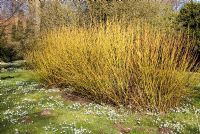 Cornus stolinifera 'Flaviramea' - yellow stems of dogwood with Galanthus nivalis - Snowdrops at Chippenham Park, Cambridgeshire. NGS Open Day for Snowdrops 10 February 