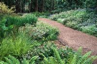 Woodland garden with Pulmonaria, Stitchwort and ferns - Wave Garden, Pensthorpe, Norfolk 
