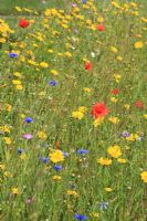 Wild flower meadow with poppies, corn marigold and corn cockles