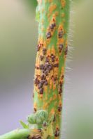 Puccinia malvacearum - Hollyhock rust - Orange and brown pustules developing on stem