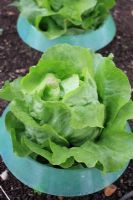 Protecting lettuce from slugs using indervidual plastic collars