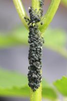 Aphis sambuci - Dense colony of elder aphids on elderberry stem
