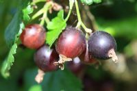 Ribes nidigrolaria - Jostaberry, a cross between a gooseberry and a blackberry ripe fruit