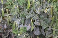 Erysiphe pisi - Pea powdery mildew usually attacks the leaves first