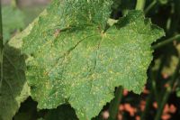 Puccinia malvacearum - Hollyhock rust, close up of pustules on top surface of leaf