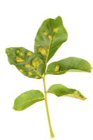 Eriophyidae or Walnut gallmite - Damage to upper leaf surface