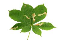 Cameraria ohridella or Horse Chestnut leaf miner - Mines in leaf from upper surface