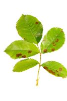 Diplocarpon rosae or Rose blackspot - Spots on upper surface of leaf