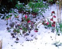 Helleborus in snow