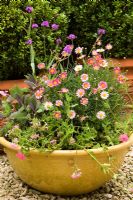 Glazed terracotta container planted with Verbena rigida, Salvia officinalis 'Purpurascens' and Argyranthemums