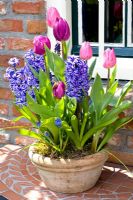 Mixed Spring container with Tulipa and Hyacinthus