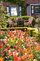 Seating area overlooking mixed Tulip bed - Tulipa 'Annelinde', 'Apricot Beauty', 'Bestseller', 'Cassini', 'Sweet Lady', 'Toronto' and 'Fÿr Elise' 