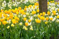 Tulipa 'Juliette' and Narcissus 'Yellow Cheerfulness', 'Waterperry' and 'Tripartite' planted beneath tree