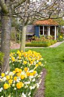 Mixed Spring border beneath trees - Tulipa 'Juliette' with Narcissus 'Yellow Cheerfulness, 'Tripartite' and 'Waterperry' 