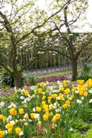 Mixed Spring border beneath trees - Tulipa 'Yellow Cheerfulness' and Narcissus 'Tripartite' and 'Waterperry' 