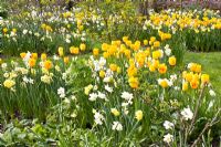 Mixed Spring border - Tulipa 'Juliette' and Narcissus 'Yellow Cheerfulness', 'Tripartite', and 'Waterperry'