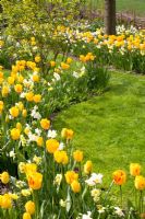 Mixed Spring border - Tulipa 'Juliette', Narcissus 'Yellow Cheerfulness', 'Tripartite' and 'Waterperry' 