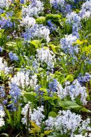 Mixed Sping border - Puschkinia libanotica and Hyacinthus 'Festival Blue' 