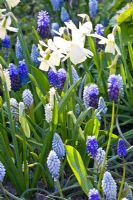 Narcissus 'Ice Wings' with Muscari azureum, Muscari latifolium, Muscari 'Valerie Finnes' and Muscari botryoides 'Album' 