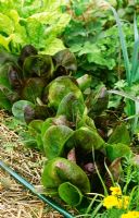 Raddichio and lettuces growing in bed mulched with straw
