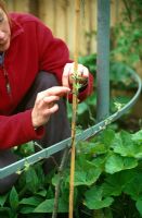 Woman training apple tree on bamboo cane and metal plant support to form an espalier
