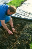Man planting planting roots of asparagus on allotment