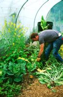 Man man thinning out mizuna and mustard plants being used to produce edible salad flowers in polytunnel