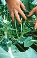 Man checking growth of Brassica oleracea - Sprouting Broccoli